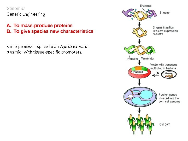 Genomics Genetic Engineering A. To mass-produce proteins B. To give species new characteristics Same