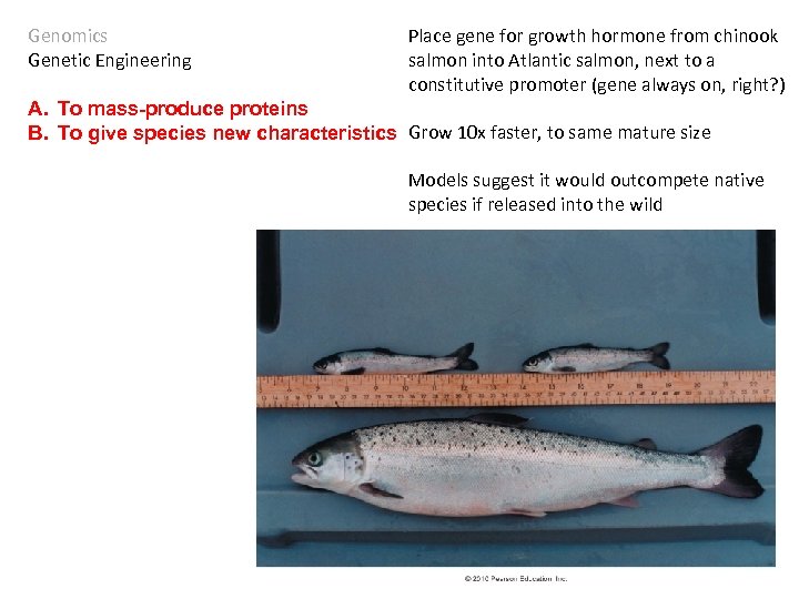 Genomics Genetic Engineering Place gene for growth hormone from chinook salmon into Atlantic salmon,