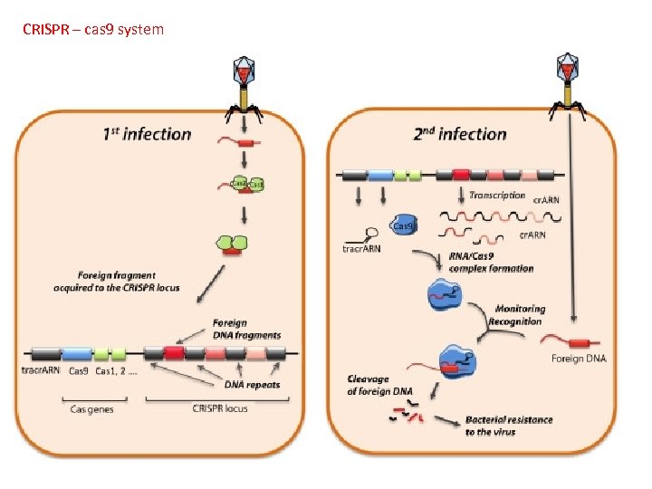 CRISPR – cas 9 system A. B. C. D. To mass-produce proteins To give