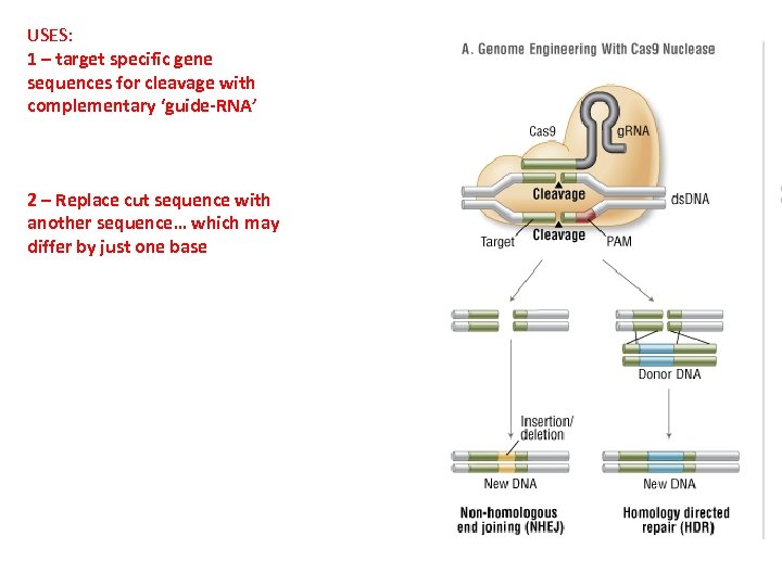 USES: 1 – target specific gene sequences for cleavage with complementary ‘guide-RNA’ 2 –