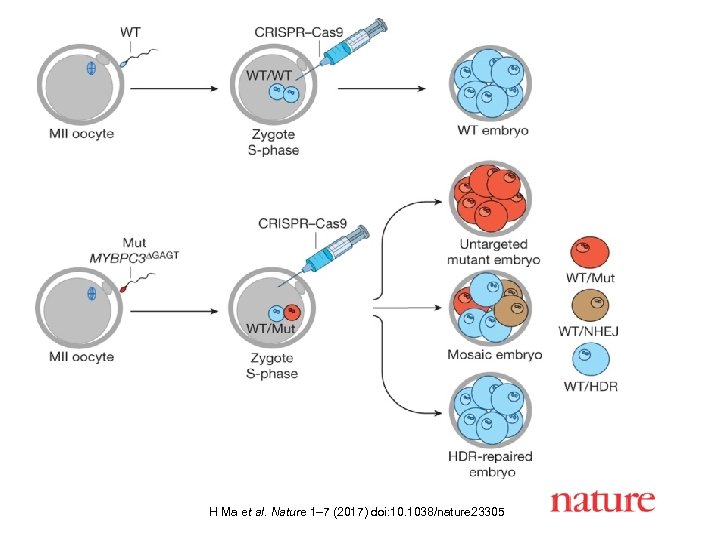 H Ma et al. Nature 1– 7 (2017) doi: 10. 1038/nature 23305 