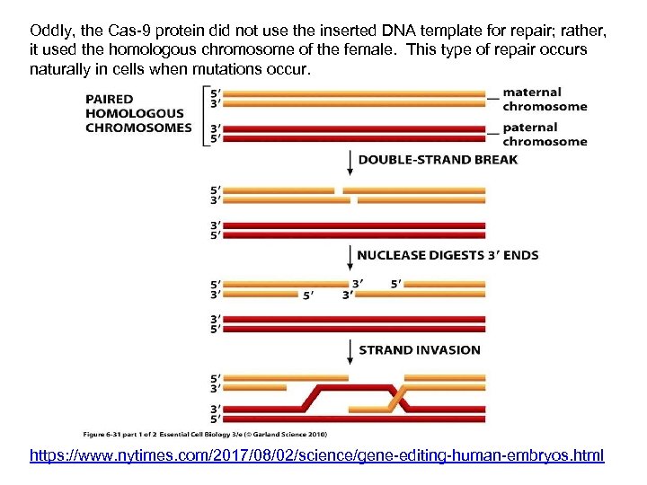 Oddly, the Cas-9 protein did not use the inserted DNA template for repair; rather,