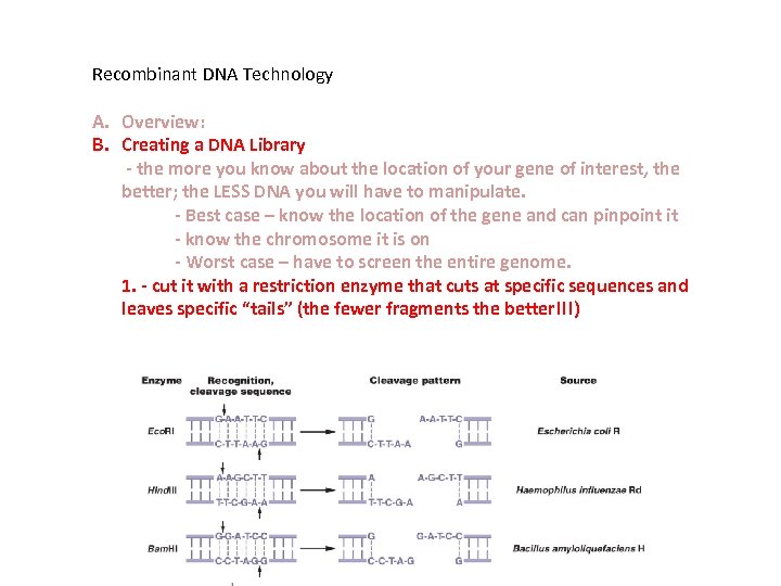 Recombinant DNA Technology A. Overview: B. Creating a DNA Library - the more you