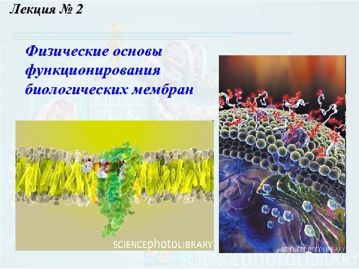 Лекция № 2 Физические основы функционирования биологических мембран 