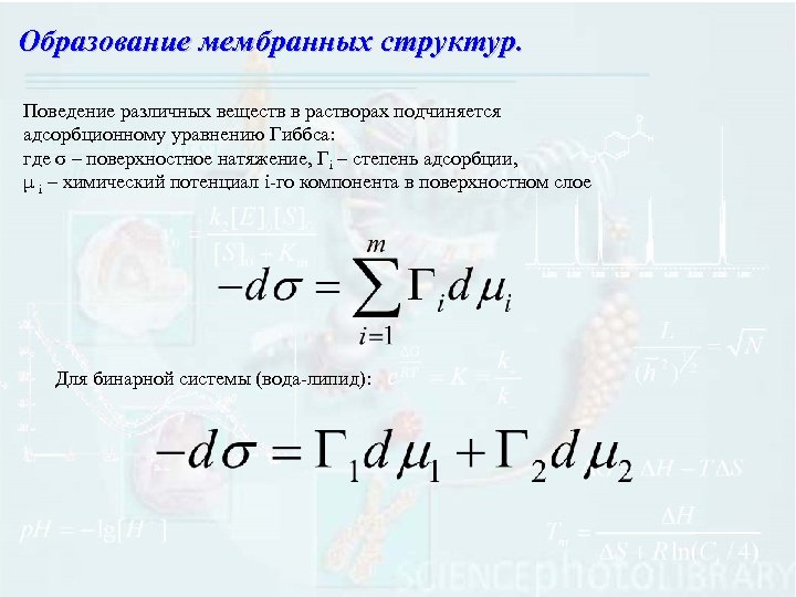 Образование мембранных структур. Поведение различных веществ в растворах подчиняется адсорбционному уравнению Гиббса: где σ