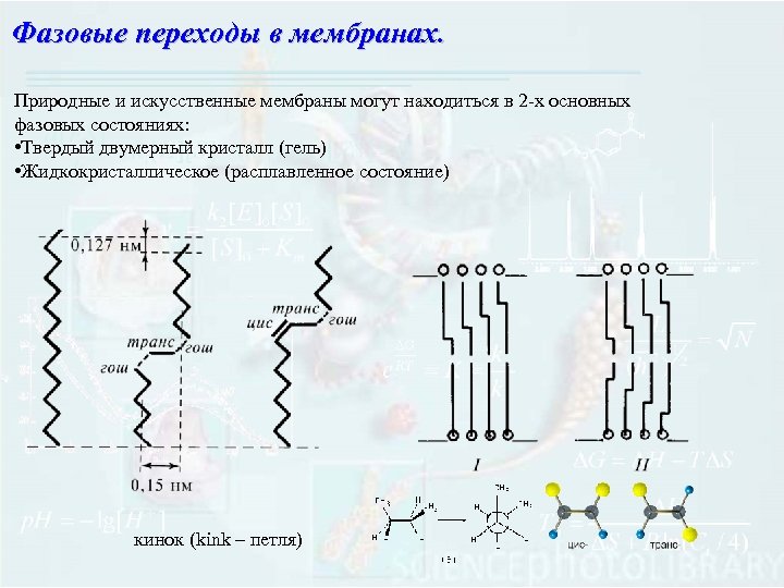 Фазовые переходы в мембранах. Природные и искусственные мембраны могут находиться в 2 -х основных
