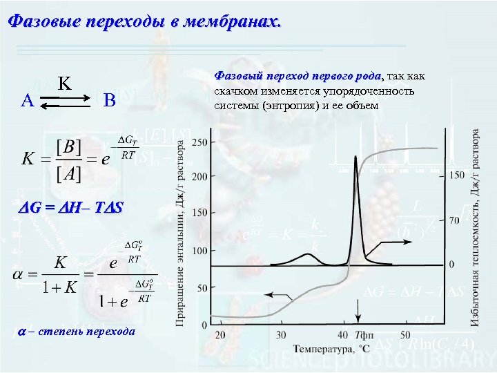 Фазовые переходы в мембранах. А K B DG = DH– TDS a – степень