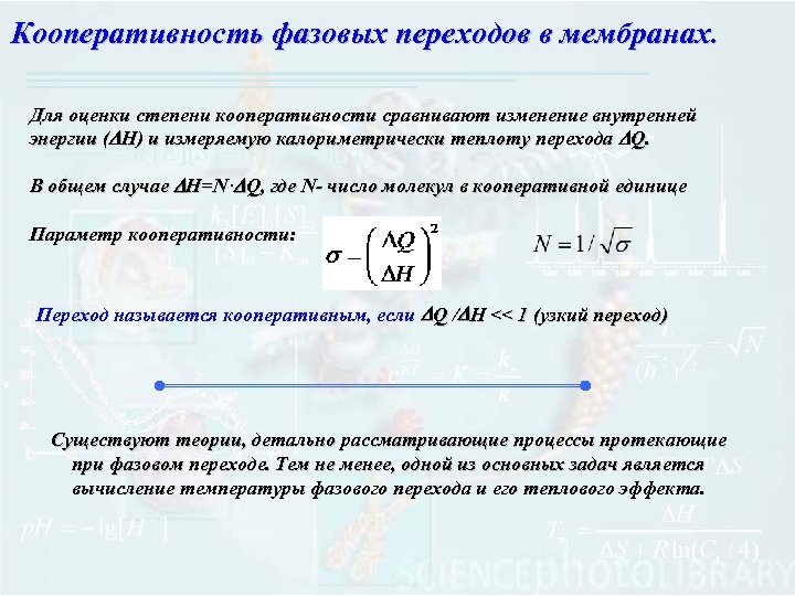 Кооперативность фазовых переходов в мембранах. Для оценки степени кооперативности сравнивают изменение внутренней энергии (DH)