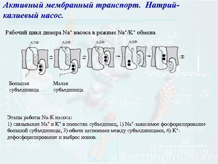 Активный мембранный транспорт. Натрийкалиевый насос. Рабочий цикл димера Na+ насоса в режиме Na+/K+ обмена