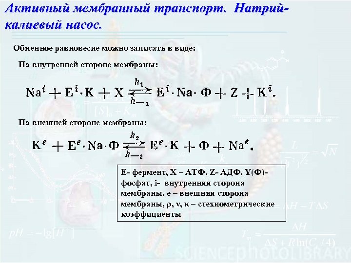 Активный мембранный транспорт. Натрийкалиевый насос. Обменное равновесие можно записать в виде: На внутренней стороне
