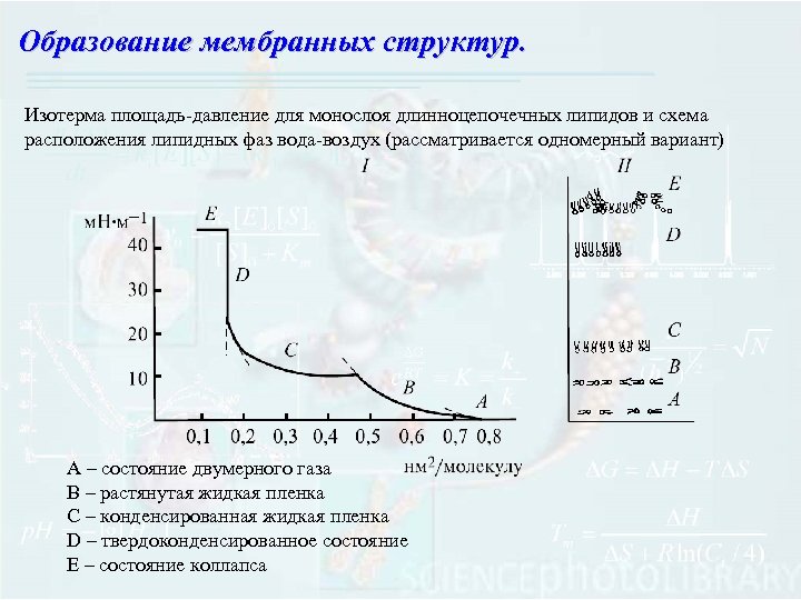 Образование мембранных структур. Изотерма площадь-давление для монослоя длинноцепочечных липидов и схема расположения липидных фаз