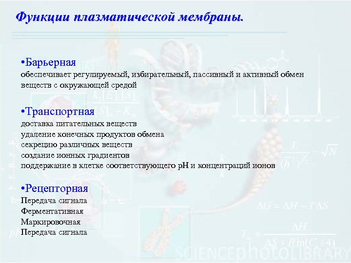 Функции плазматической мембраны. • Барьерная обеспечивает регулируемый, избирательный, пассивный и активный обмен веществ с