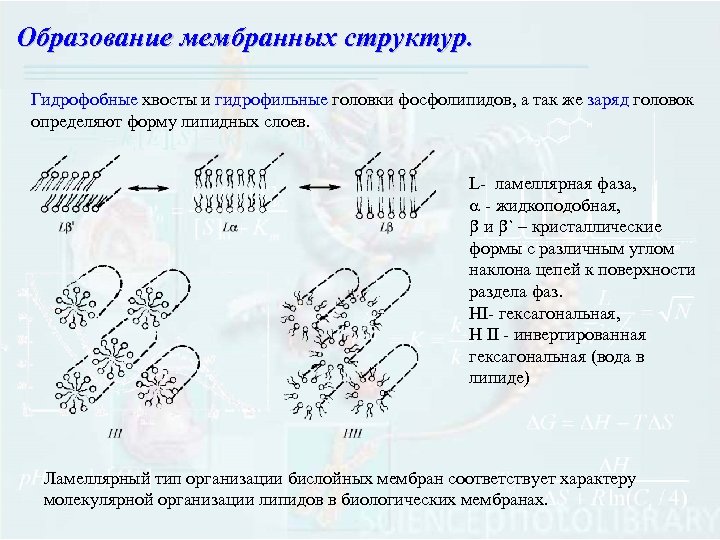 Образование мембран. Гидрофильные и гидрофобные головки. Гидрофильная головка и гидрофобный хвост. Образование мембранных структур. Гидрофобные и гидрофильные структуры мембран.