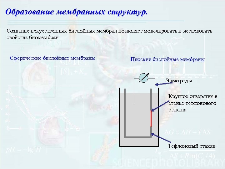 Физические свойства мембран