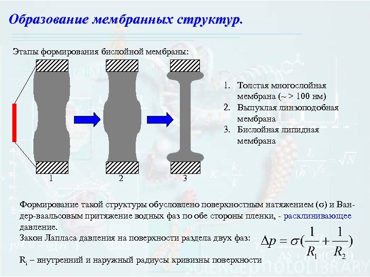 Образование мембран. Формирование мембранных структур. Образование мембранных структур. Формирование мембран кратко. Формирование мембранных структур и первичных организмов.