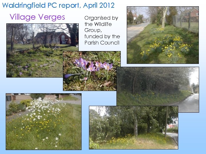 Waldringfield PC report, April 2012 Village Verges Organised by the Wildlife Group, funded by