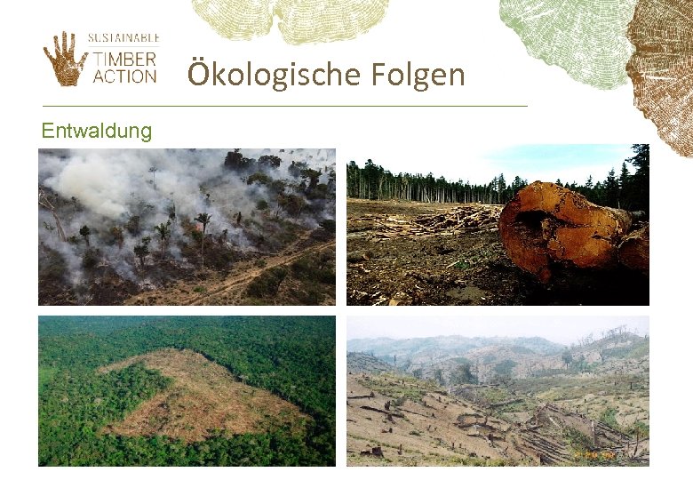 Ökologische Folgen Entwaldung 