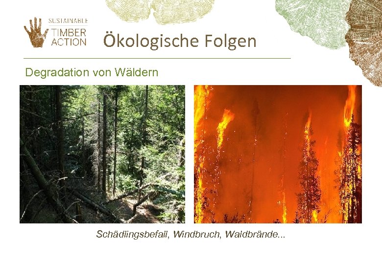 Ökologische Folgen Degradation von Wäldern Schädlingsbefall, Windbruch, Waldbrände. . . 