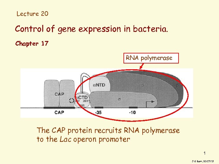 Lecture 20 Control of gene expression in bacteria. Chapter 17 RNA polymerase The CAP