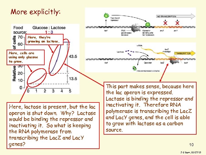 More explicitly: Here, they’re growing on lactose. Here, cells are using only glucose to