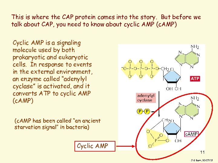 This is where the CAP protein comes into the story. But before we talk