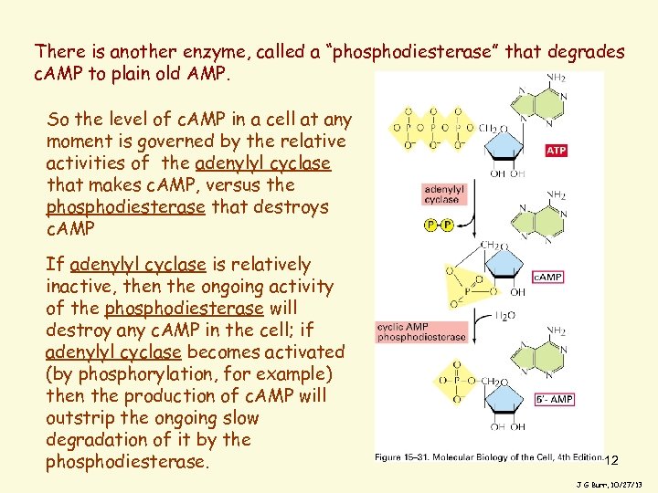 There is another enzyme, called a “phosphodiesterase” that degrades c. AMP to plain old