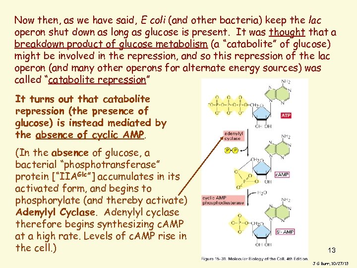 Now then, as we have said, E coli (and other bacteria) keep the lac