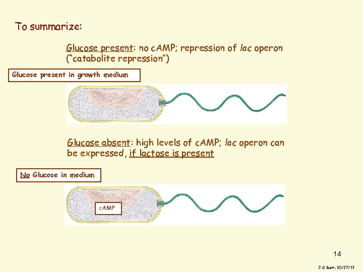 To summarize: Glucose present: no c. AMP; repression of lac operon (“catabolite repression”) Glucose