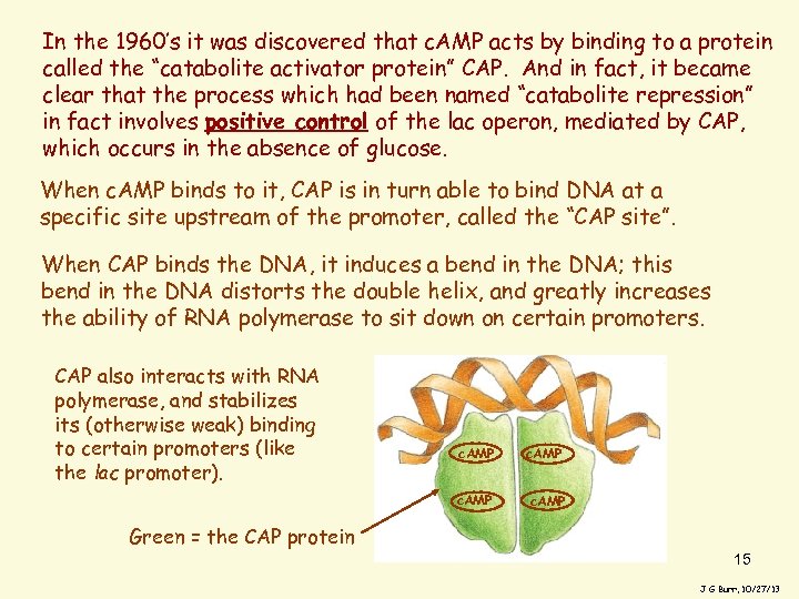 In the 1960’s it was discovered that c. AMP acts by binding to a