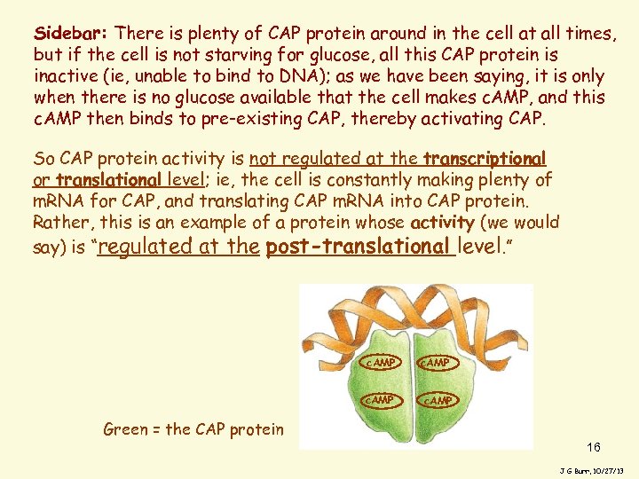 Sidebar: There is plenty of CAP protein around in the cell at all times,