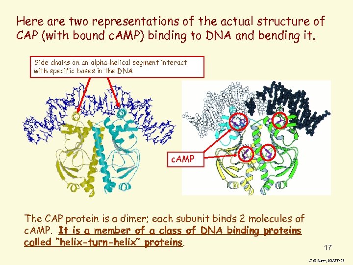 Here are two representations of the actual structure of CAP (with bound c. AMP)