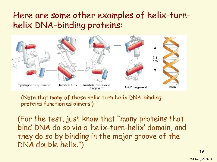 Here are some other examples of helix-turnhelix DNA-binding proteins: (Note that many of these