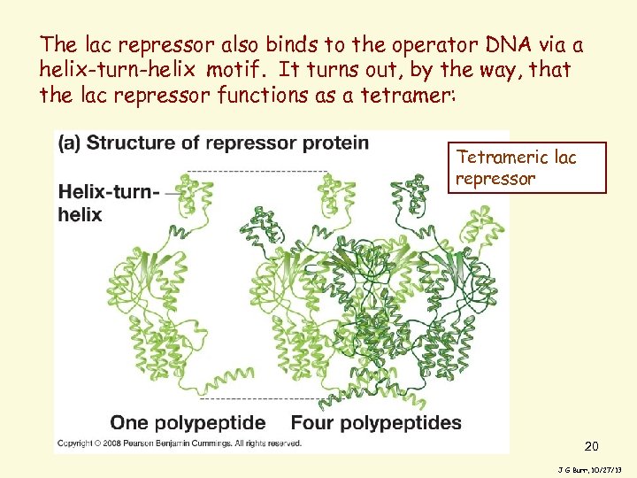 The lac repressor also binds to the operator DNA via a helix-turn-helix motif. It