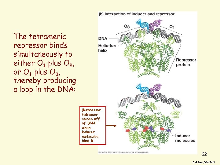 The tetrameric repressor binds simultaneously to either O 1 plus O 2, or O