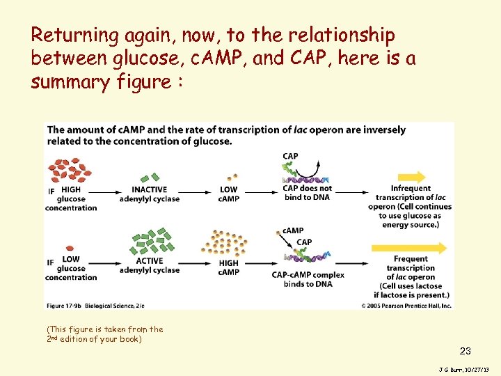 Returning again, now, to the relationship between glucose, c. AMP, and CAP, here is