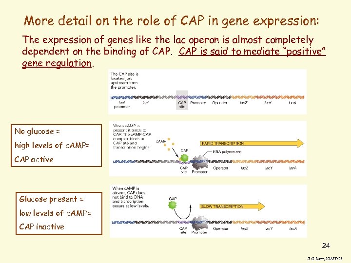 More detail on the role of CAP in gene expression: The expression of genes