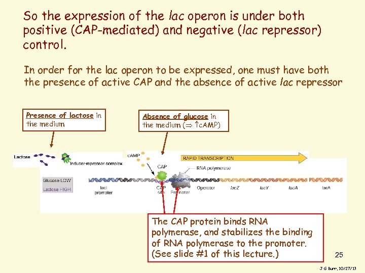 So the expression of the lac operon is under both positive (CAP-mediated) and negative