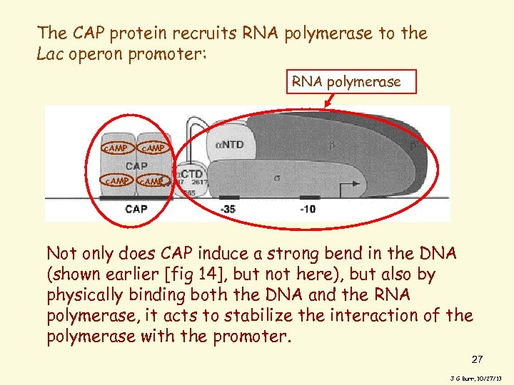 The CAP protein recruits RNA polymerase to the Lac operon promoter: RNA polymerase c.