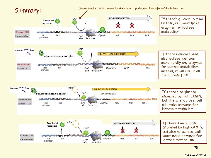 Summary: (Because glucose is present, c. AMP is not made, and therefore CAP is