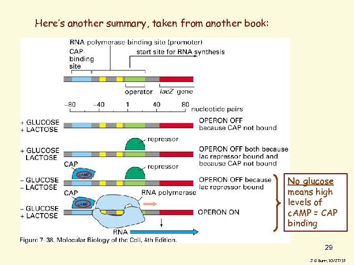 Here’s another summary, taken from another book: c. AMP Alberts, fig 7 -38 No