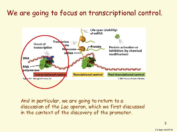 We are going to focus on transcriptional control. And in particular, we are going