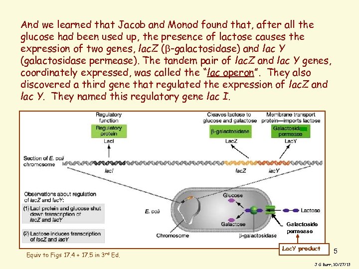 And we learned that Jacob and Monod found that, after all the glucose had