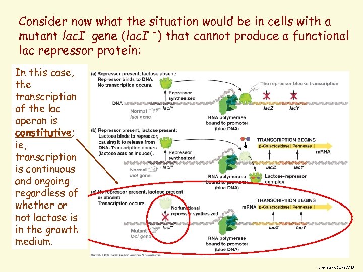 Consider now what the situation would be in cells with a mutant lac. I