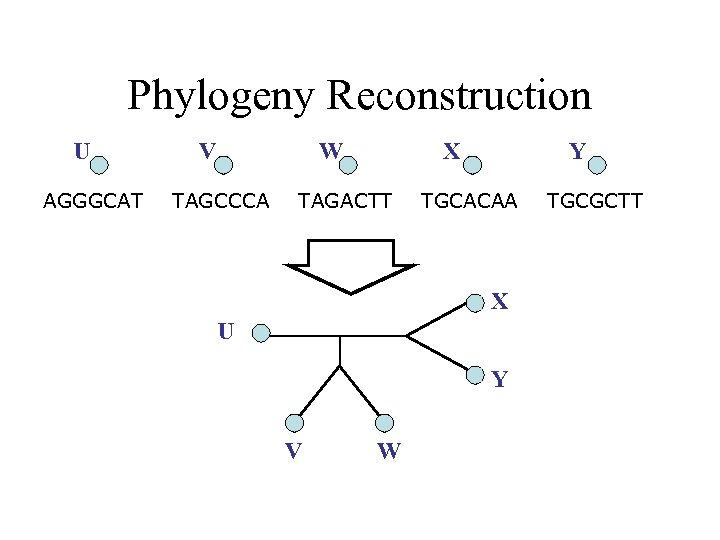 Phylogeny Reconstruction U AGGGCAT V W TAGCCCA X TAGACTT Y TGCACAA X U Y
