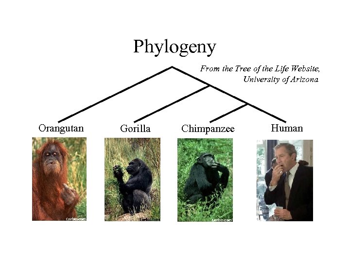 Phylogeny From the Tree of the Life Website, University of Arizona Orangutan Gorilla Chimpanzee