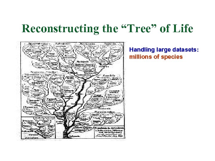 Reconstructing the “Tree” of Life Handling large datasets: millions of species 
