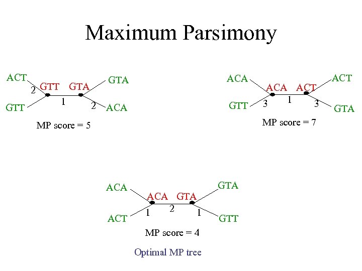 Maximum Parsimony ACT GTT 2 GTT GTA 1 2 GTA ACA GTT ACA ACT