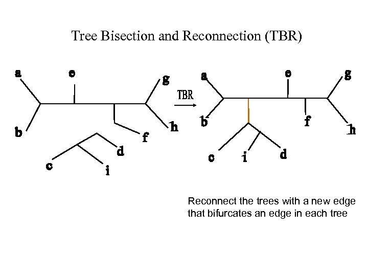Tree Bisection and Reconnection (TBR) Reconnect the trees with a new edge that bifurcates