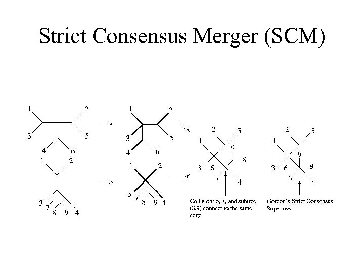 Strict Consensus Merger (SCM) 