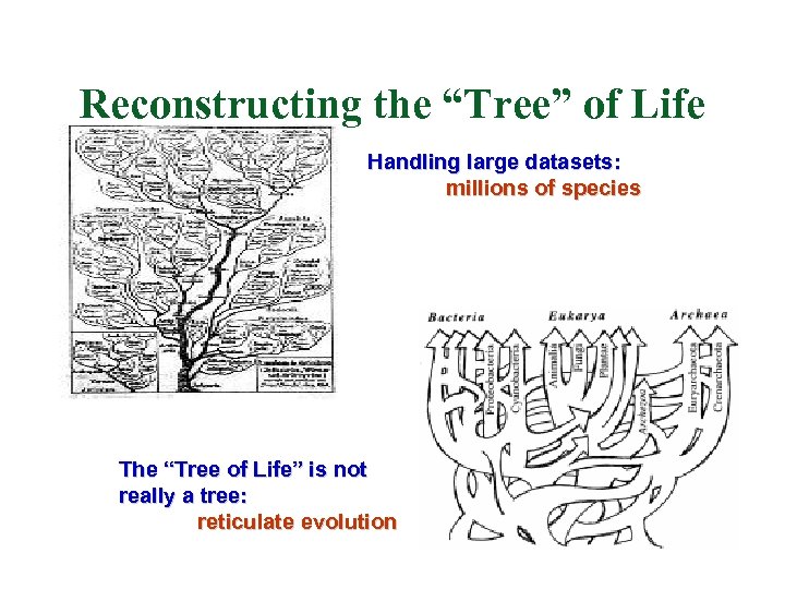 Reconstructing the “Tree” of Life Handling large datasets: millions of species The “Tree of